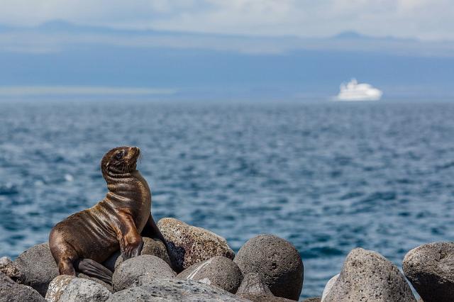 050 North Seymour, galapagoszeeleeuw.jpg